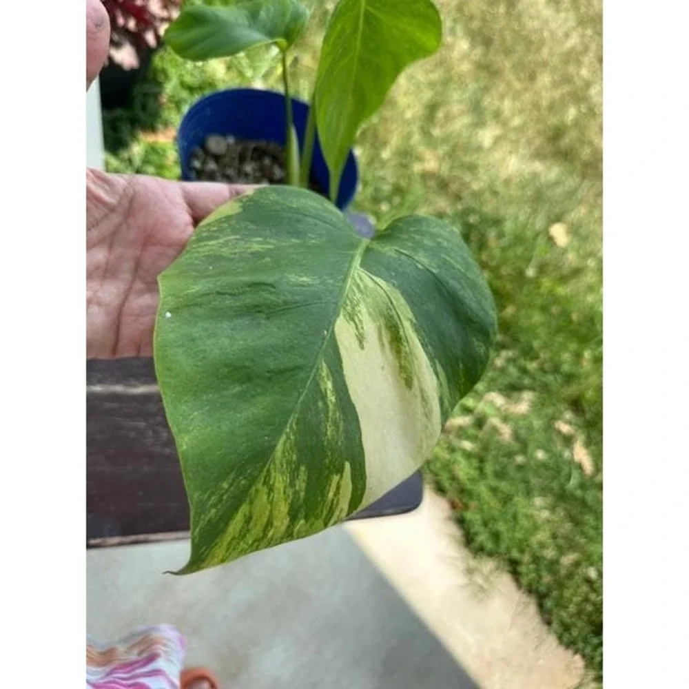 Monstera Aurea Variegated – Exact Live Rooted Plant - US Seller - A4